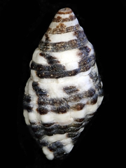 Engina zonalis