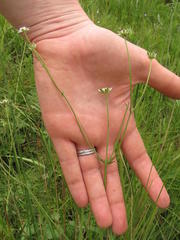 Alepidea pilifera