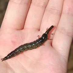 Stenopsyche marmorata