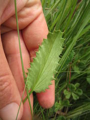 Alepidea pilifera