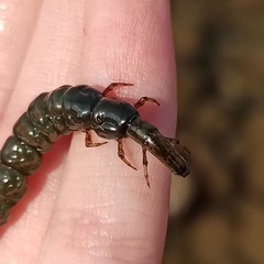 Stenopsyche marmorata