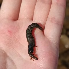 Stenopsyche marmorata