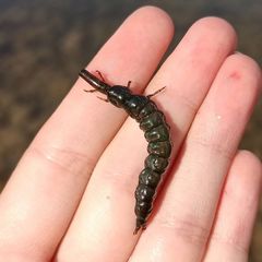 Stenopsyche marmorata