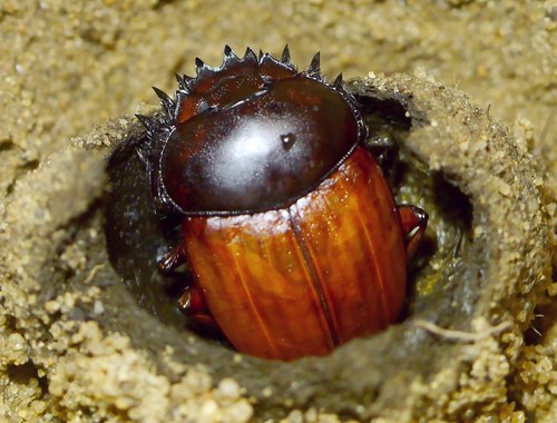 Scarabée géant
