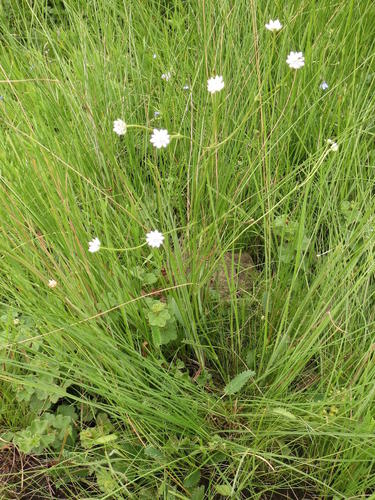 Hairy Ministar (Alepidea pilifera)