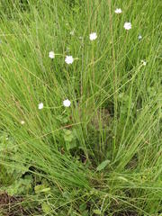 Alepidea pilifera