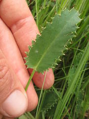 Alepidea pilifera
