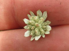 Alepidea pilifera