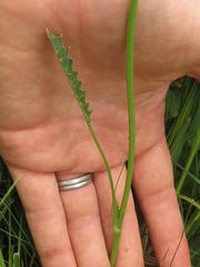 Alepidea pilifera