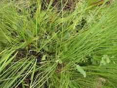Alepidea pilifera