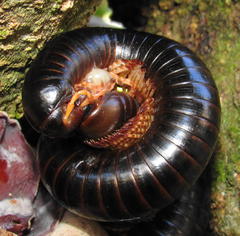 Doratogonus infragilis