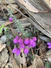 Tetratheca bauerifolia