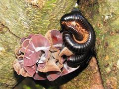 Doratogonus infragilis