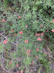 Indigofera candicans