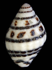 Engina lineata