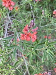 Indigofera candicans