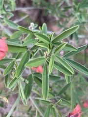 Indigofera candicans