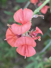 Indigofera candicans