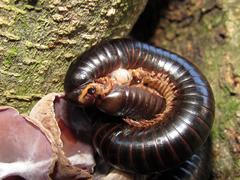 Doratogonus infragilis