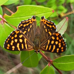 Dodona durga