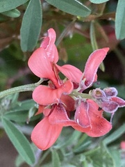 Indigofera candicans