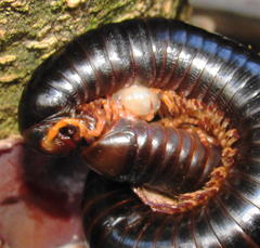 Doratogonus infragilis