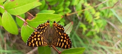 Dodona durga