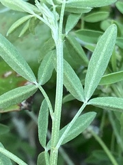 Indigofera candicans