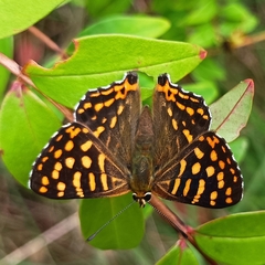 Dodona durga