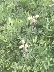 Baptisia sphaerocarpa