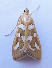 Diastictis robustior