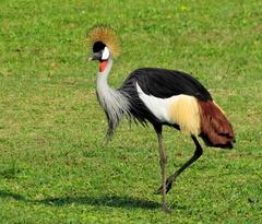 Balearica regulorum regulorum