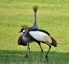 Balearica regulorum regulorum