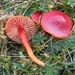 Hygrocybe coccinea - Photo (c) damiano_sivero, μερικά δικαιώματα διατηρούνται (CC BY-NC), uploaded by damiano_sivero