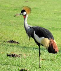 Balearica regulorum regulorum