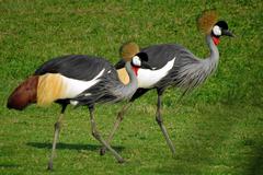 Balearica regulorum regulorum