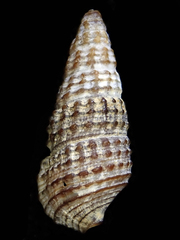Cerithium coralium