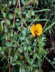 Bossiaea lenticularis