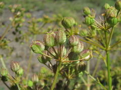 Bilacunaria microcarpos