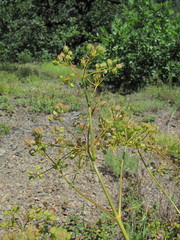 Bilacunaria microcarpos