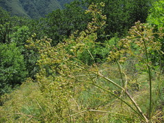 Bilacunaria microcarpos