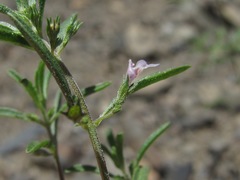 Satureja hortensis