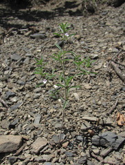 Satureja hortensis