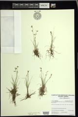 Carex williamsii