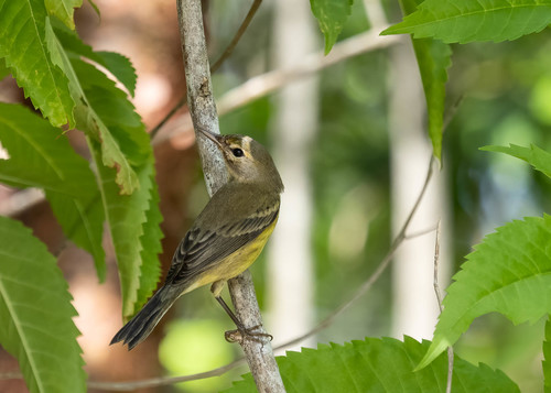 Vitelline Warbler (Setophaga vitellina), photo 6