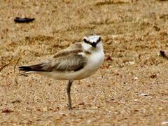 Charadrius marginatus arenaceus