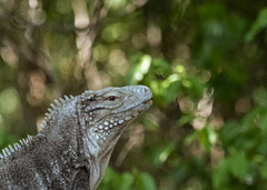 Cyclura nubila caymanensis