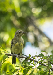 Vireo crassirostris