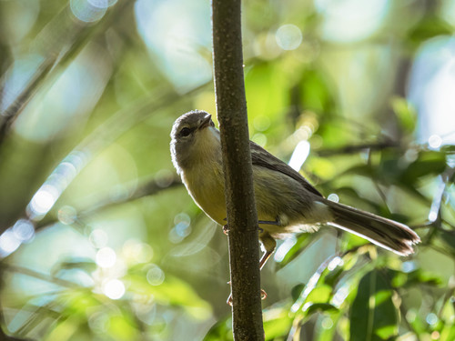 Vitelline Warbler (Setophaga vitellina), photo 9