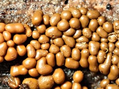 Oligonema persimile